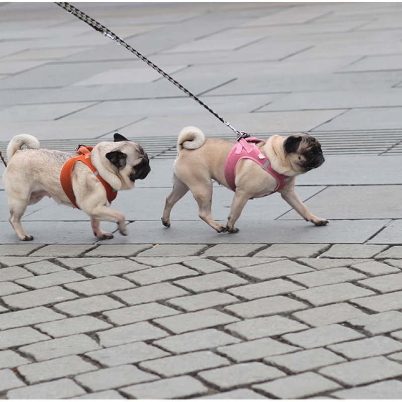 Dog IQ Tea Towel Dog IQ Tea Towel